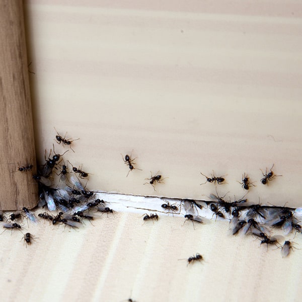 how to get rid of ants