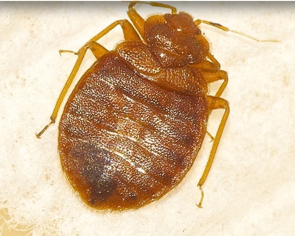 bed bug treatment